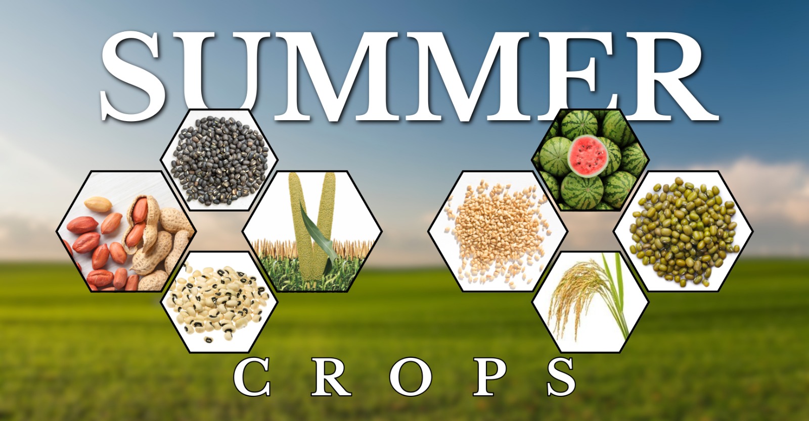 Summer Crops thumbnail